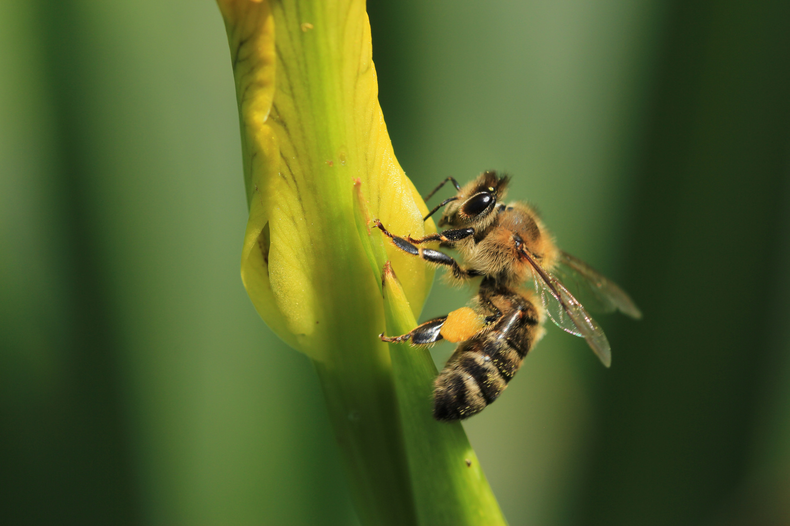 Das fleisige Bienchen...