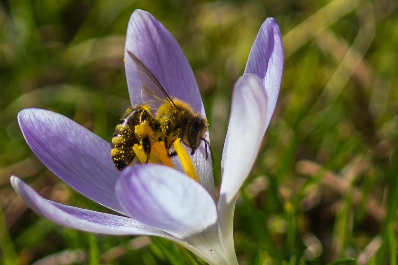 Das fleißge Bienchen im Rausch!