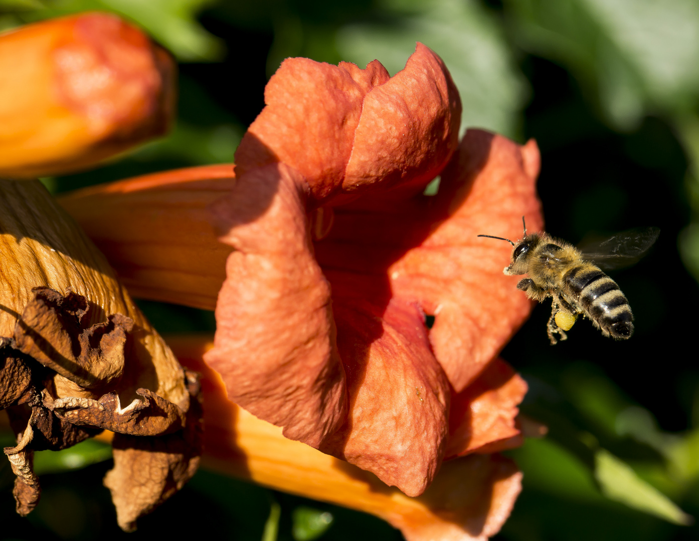 Das fleißig Bienlein on Klettentrompete, im unseren Garten