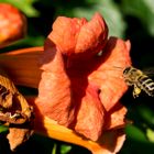 Das fleißig Bienlein on Klettentrompete, im unseren Garten