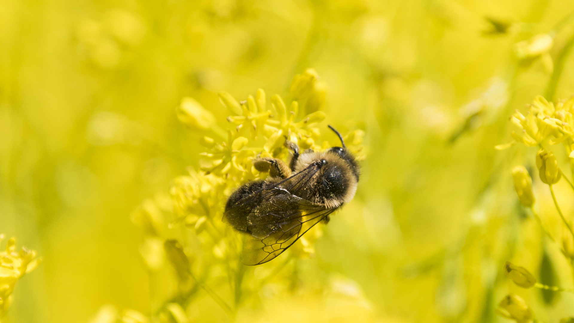 Das fleißige Bienchen