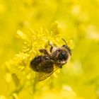 Das fleißige Bienchen