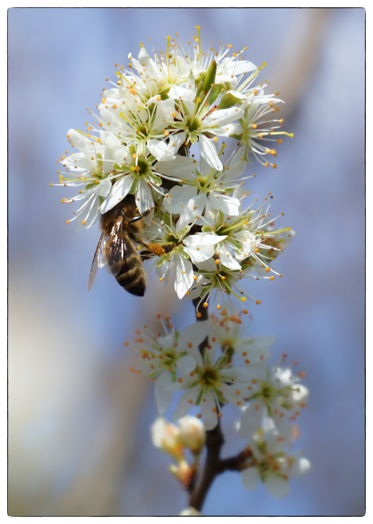 Das fleissige Bienchen