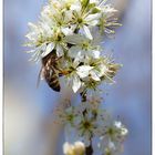 Das fleissige Bienchen