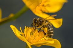 Das fleissige Bienchen