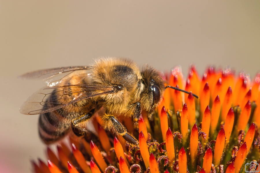 "Das fleißige Bienchen"