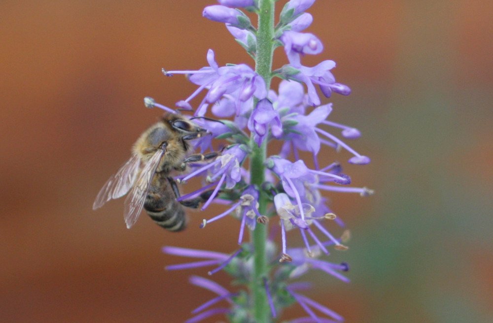 Das fleißige Bienchen