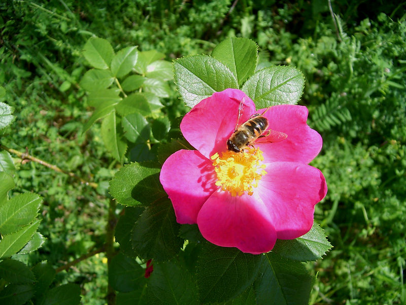 Das fleißige Bienchen