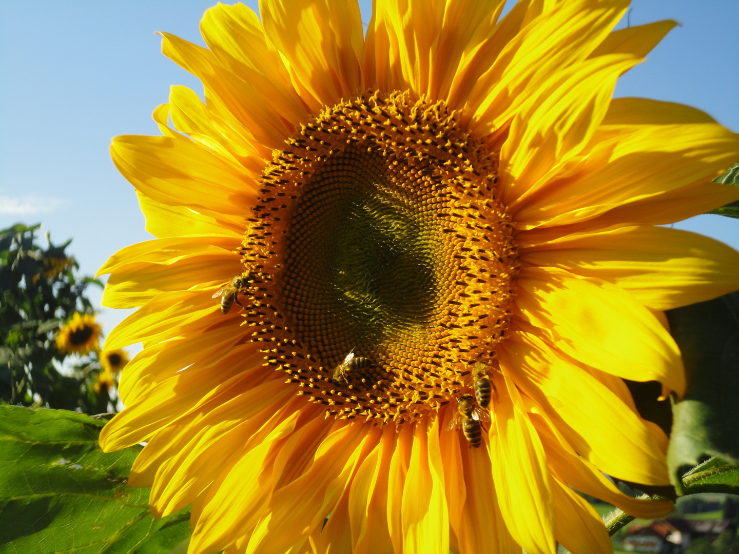 Das fleißige Bienchen !