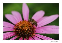 Das fleißige Bienchen ...