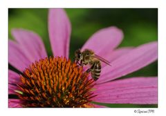 Das fleißige Bienchen ...