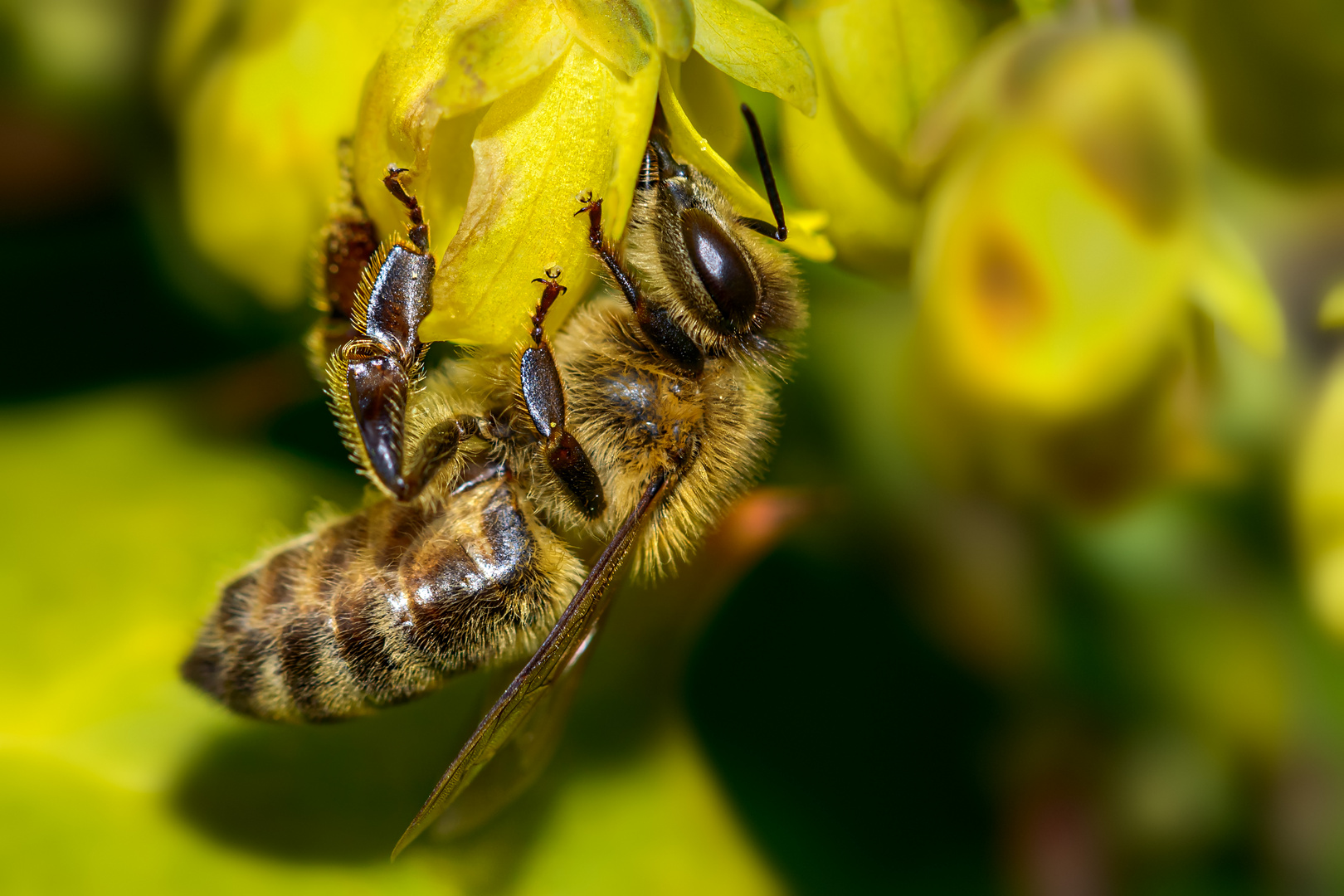 das fleißige Bienchen