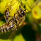 das fleißige Bienchen