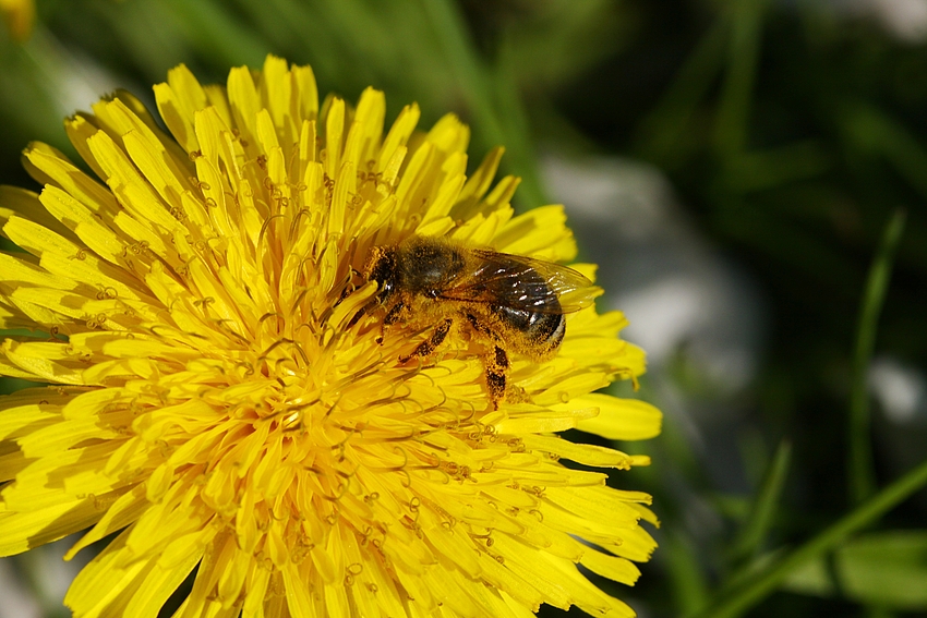 Das fleißige Bienchen