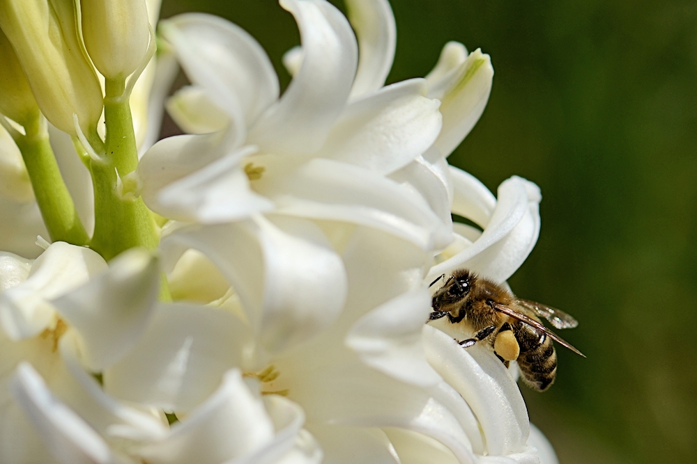 das fleißige Bienchen...