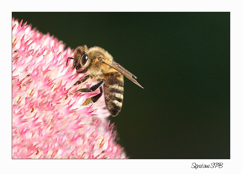 Das fleißige Bienchen ...