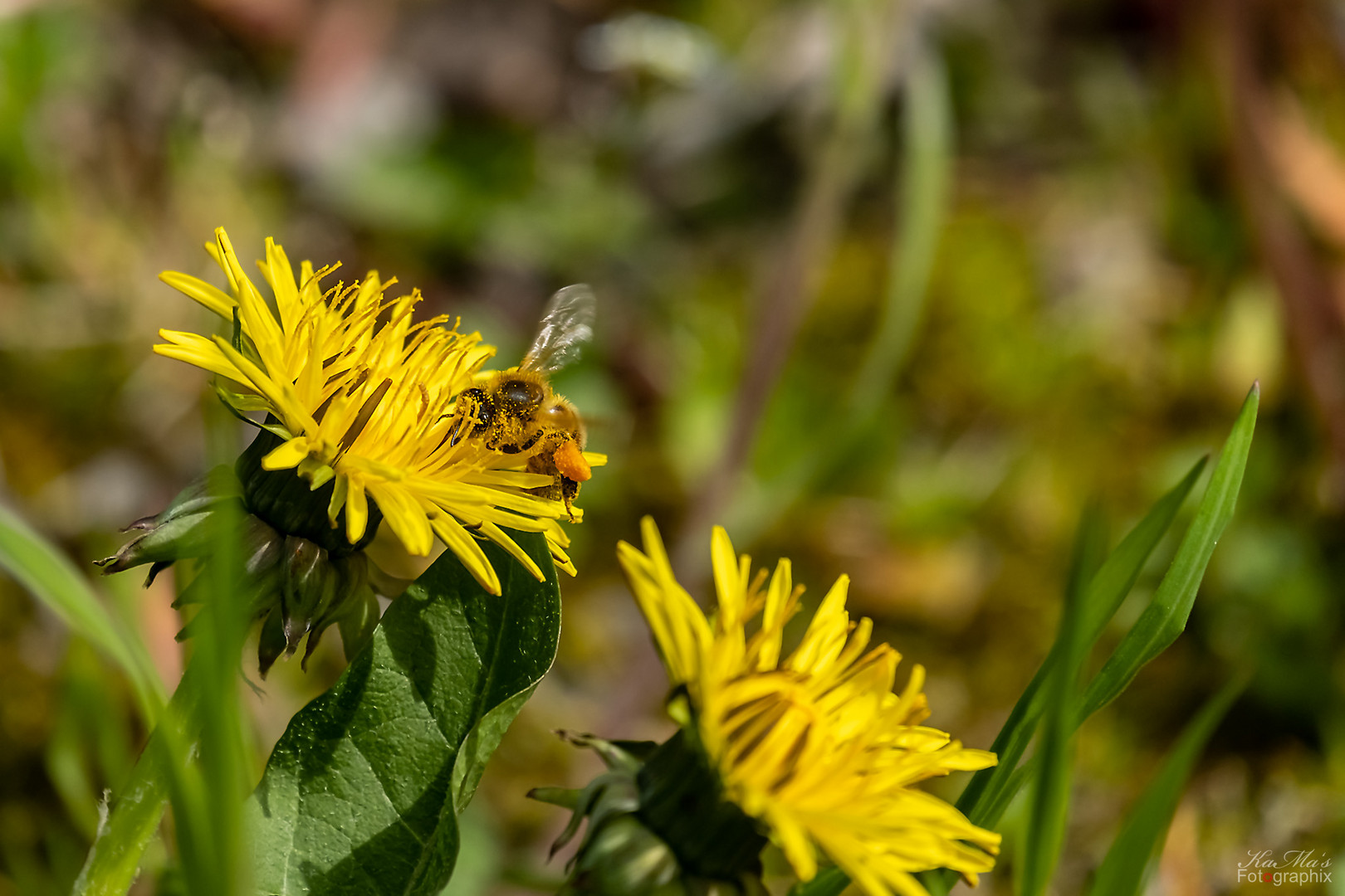 Das fleißige Bienchen