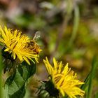 Das fleißige Bienchen