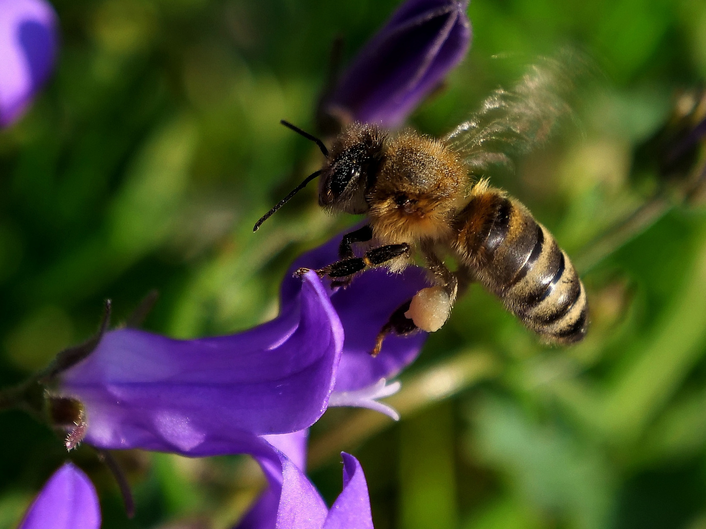 Das fleissige Bienchen