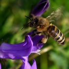 Das fleissige Bienchen