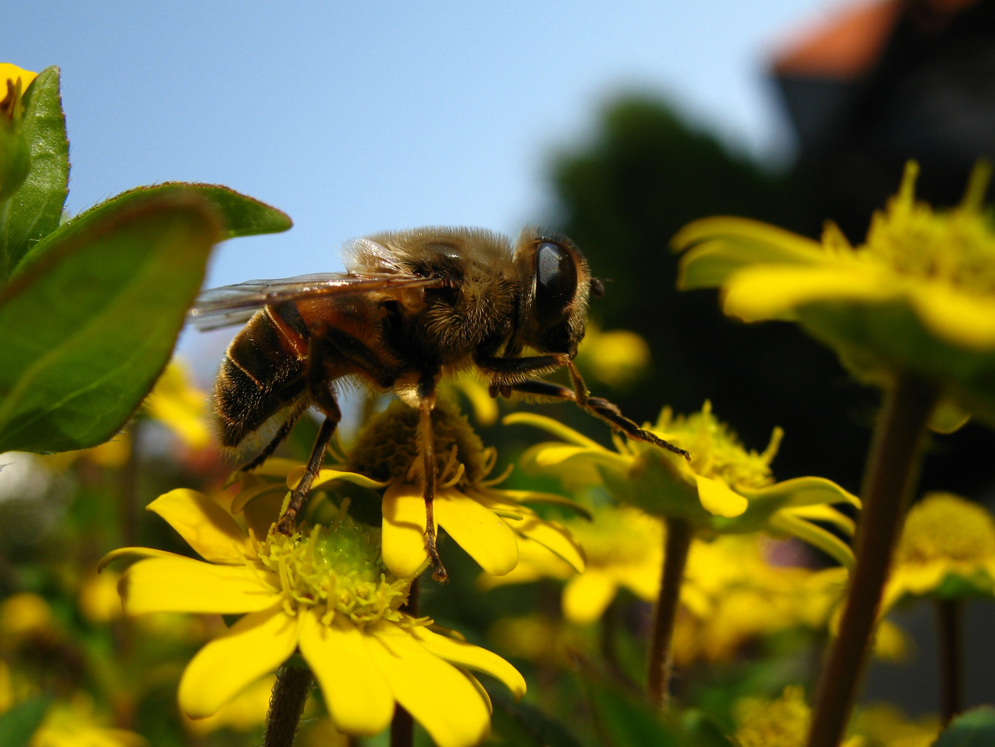 Das fleißige Bienchen