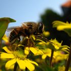 Das fleißige Bienchen