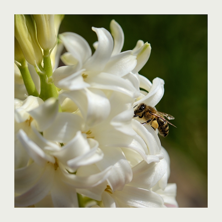 das fleißige Bienchen