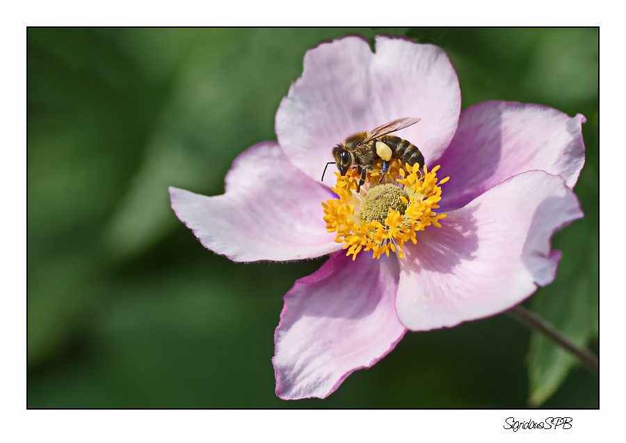 Das fleißige Bienchen....