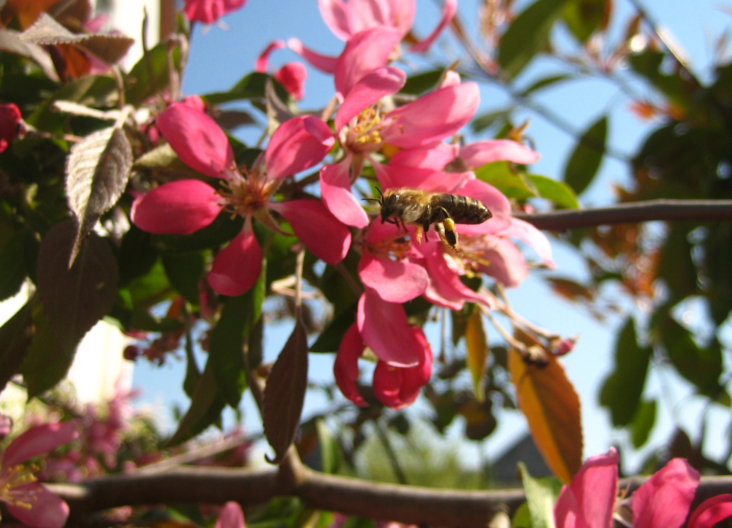 das fleißige Bienchen