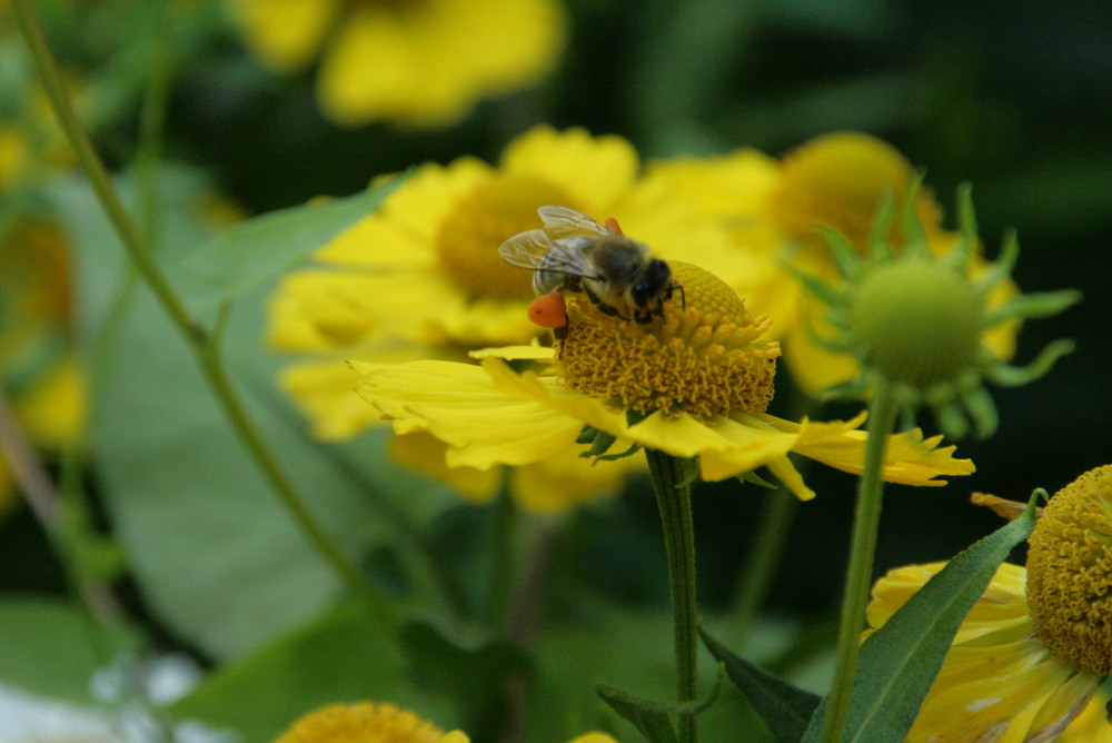 Das fleißige Bienchen