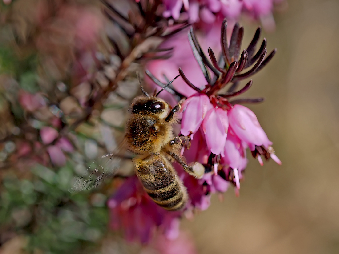 Das fleissige Bienchen besucht die ersten Blümchen!