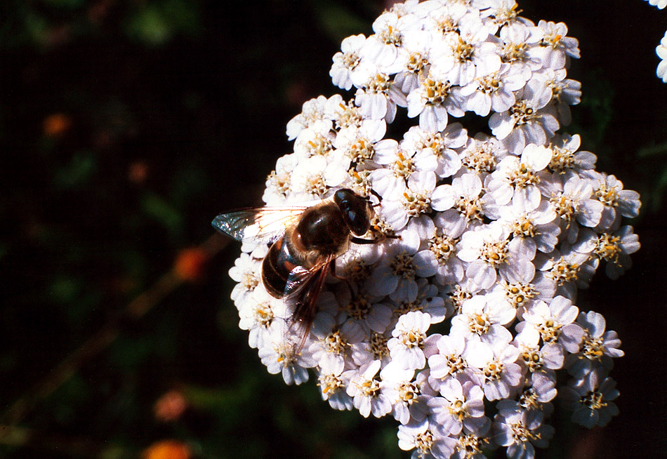 Das fleißige Bienchen