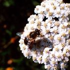 Das fleißige Bienchen