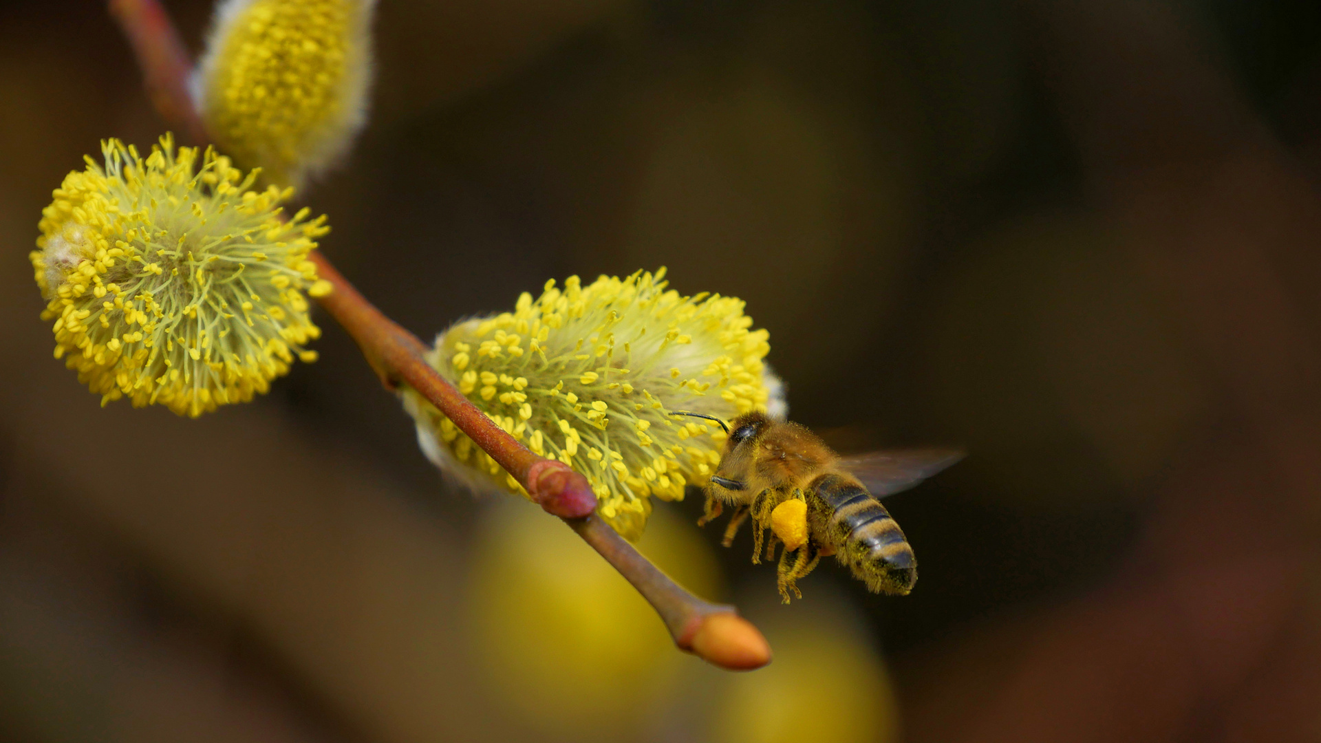 das fleißige Bienchen...