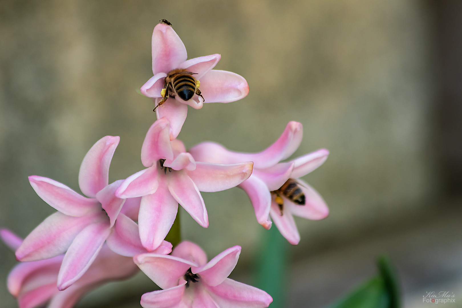 Das fleißige Bienchen