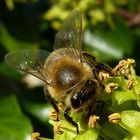 "Das fleißige Bienchen"