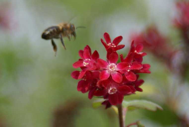 Das fleißige Bienchen