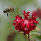 Das fleißige Bienchen