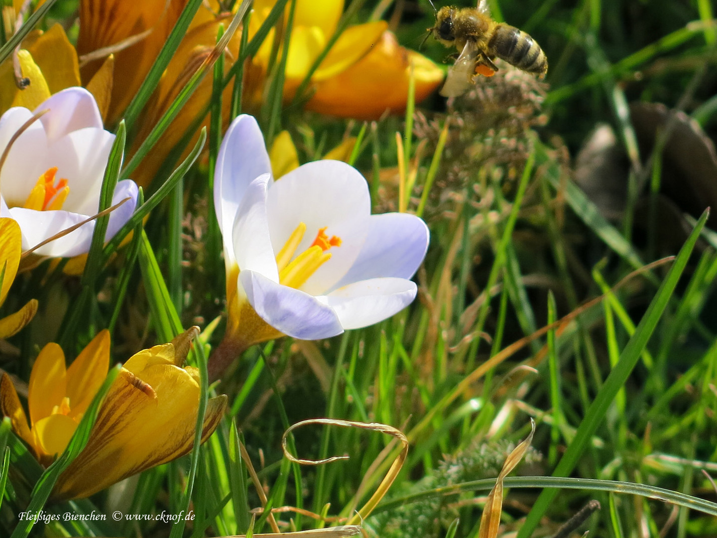 Das fleißige Bienchen