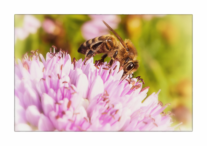 Das fleißige Bienchen...