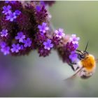 Das fleißige Bienchen