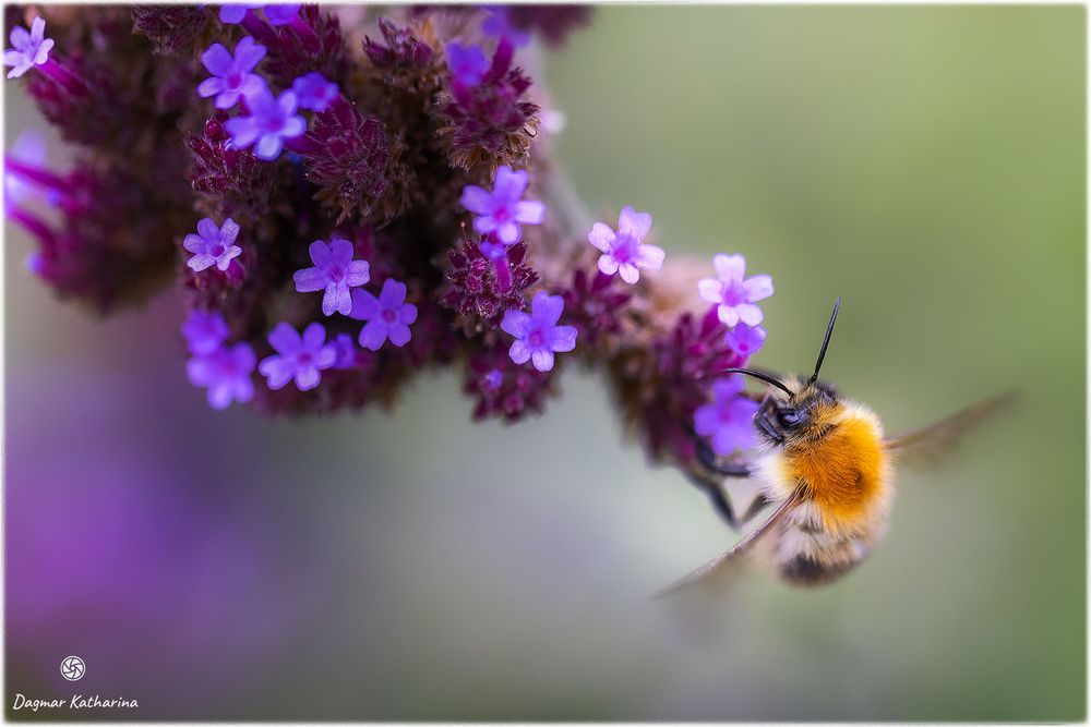 Das fleißige Bienchen