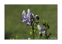 das fleißige Bienchen in meinem Garten...