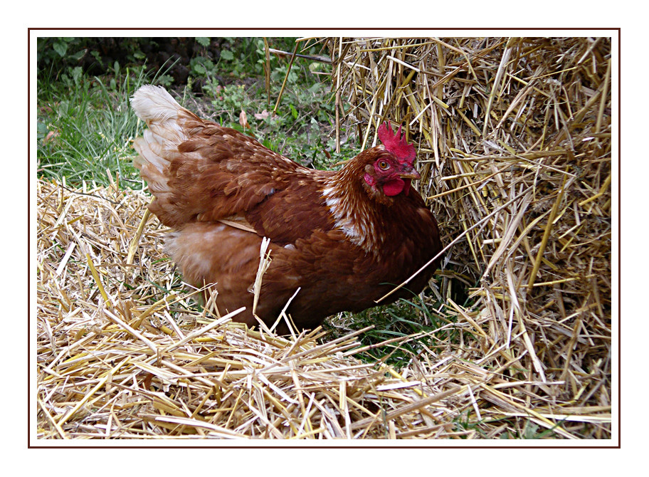 Das fleißige Huhn