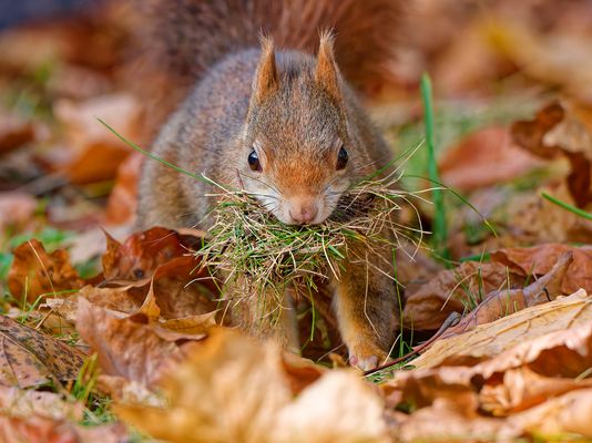Das fleißige Lieschen