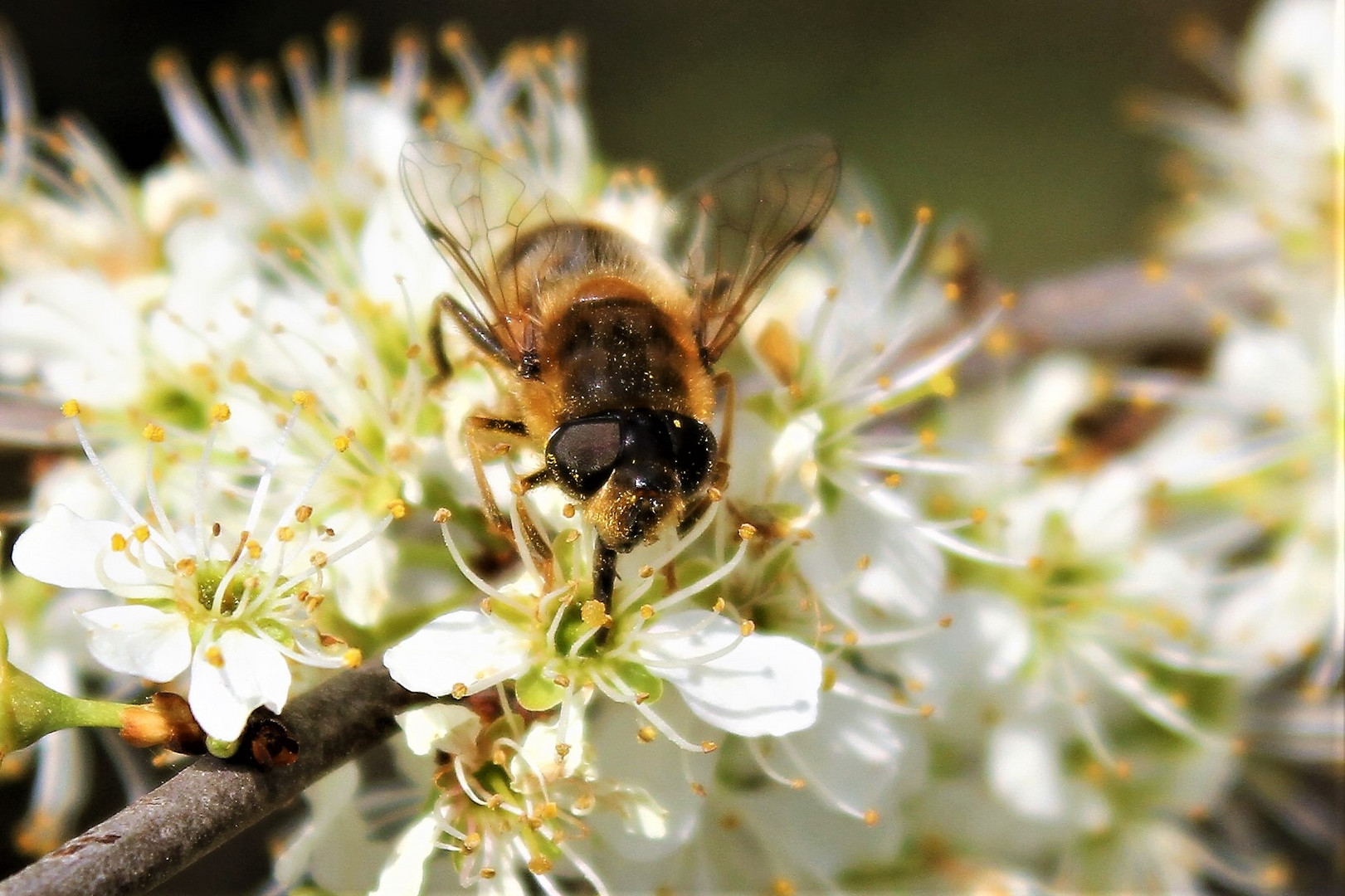 Das fleißige (Schein)Bienchen