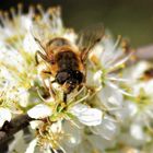 Das fleißige (Schein)Bienchen