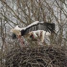 Das fleißige Storchenpaar