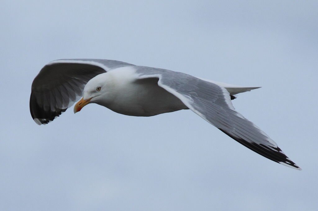 Das fliegende Auge