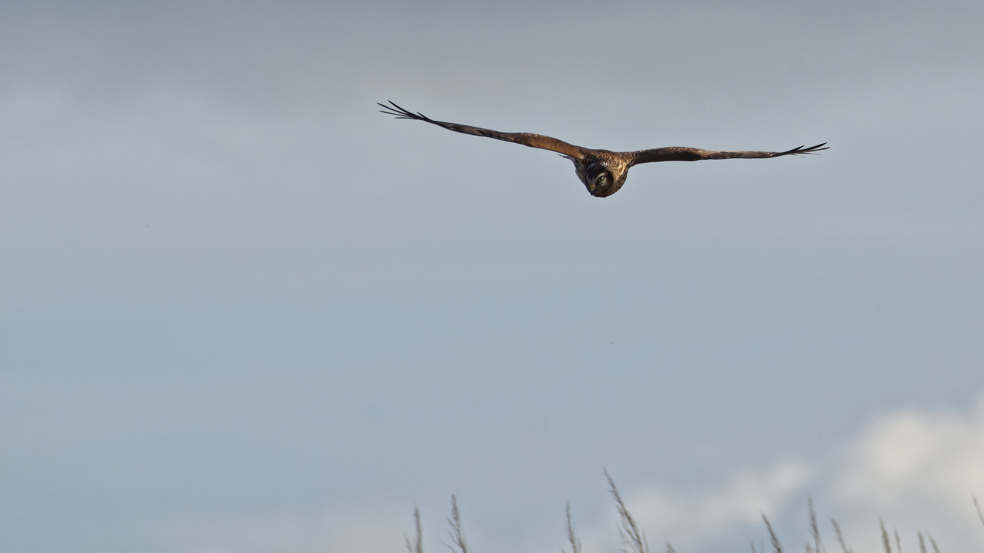 Das fliegende Auge